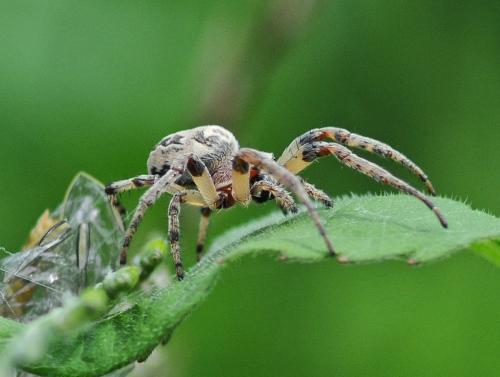 Larinioides cornutus